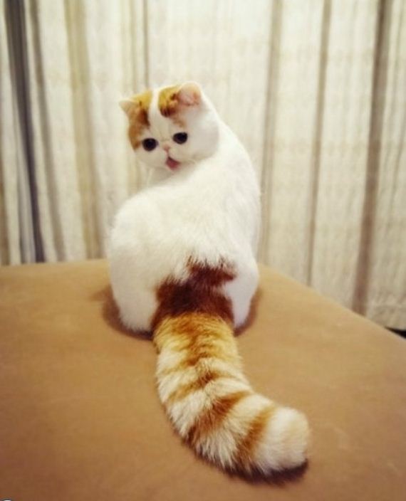 Fashionable Looks Worn By Snoopy The Cat